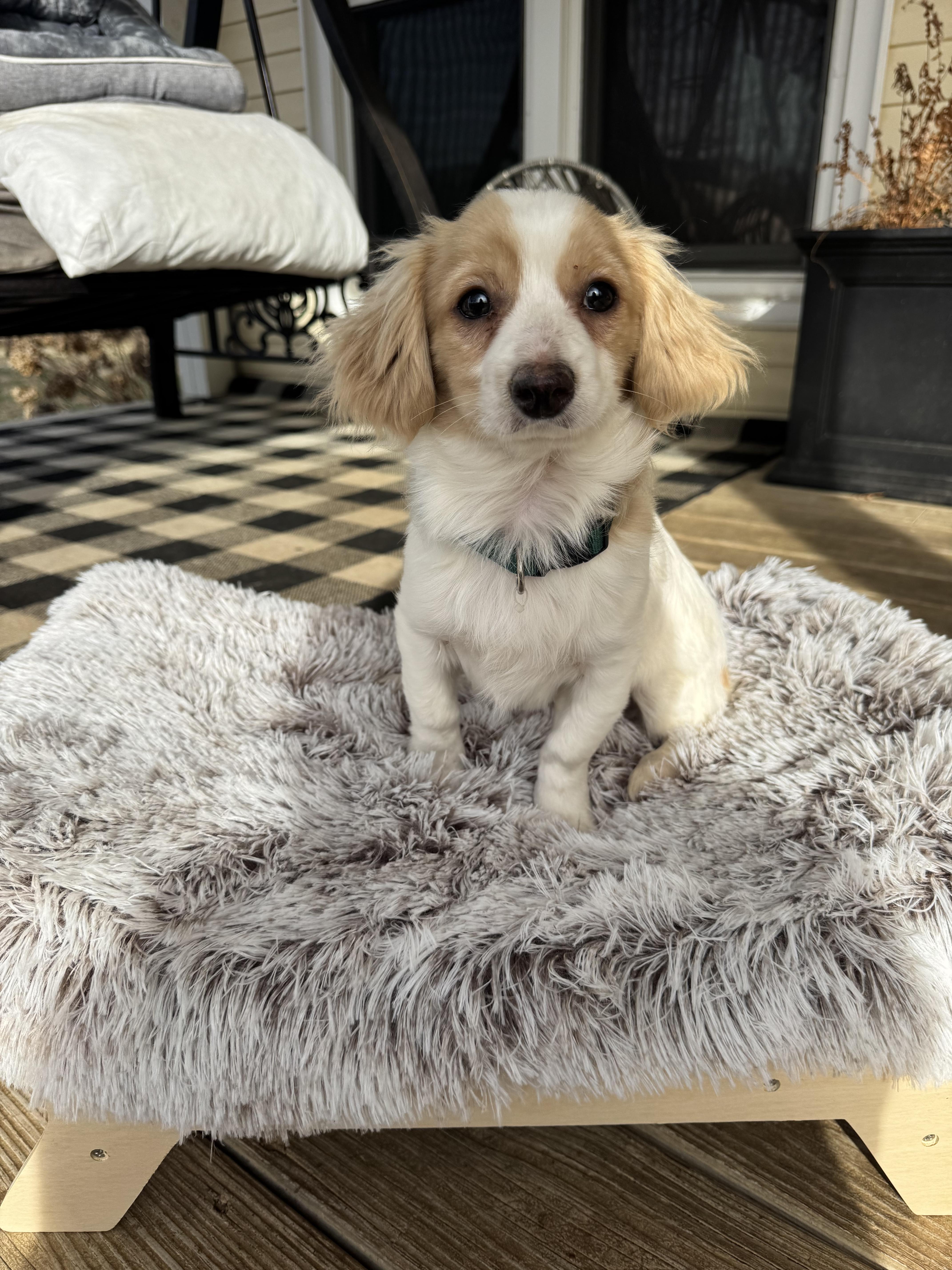 Enlarge Lincoln, a ADOPTABLE mixed breed in Monroe, NC image 2/3