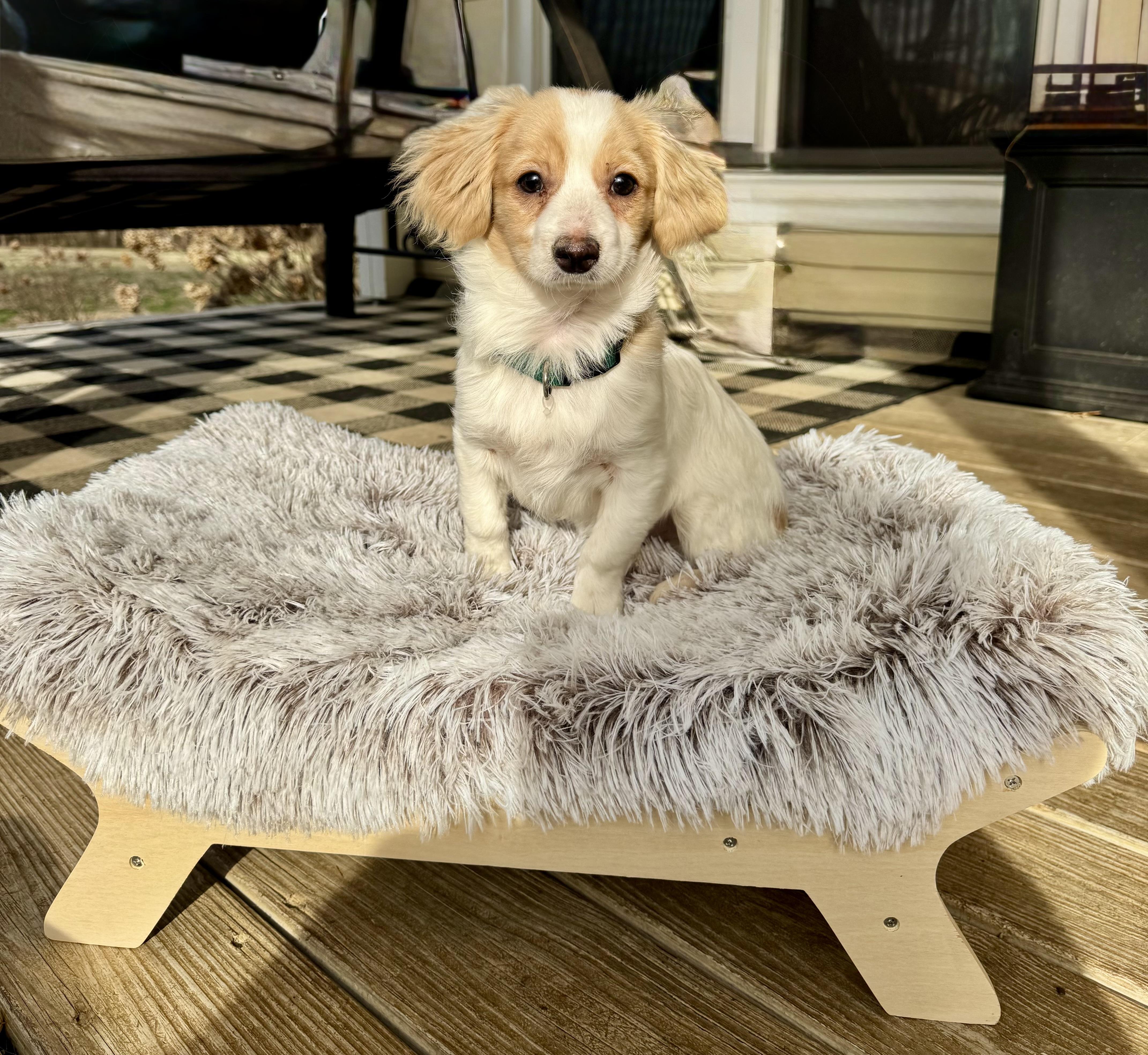 Lincoln, ADOPTABLE, Young Male Cavalier King Charles Spaniel.