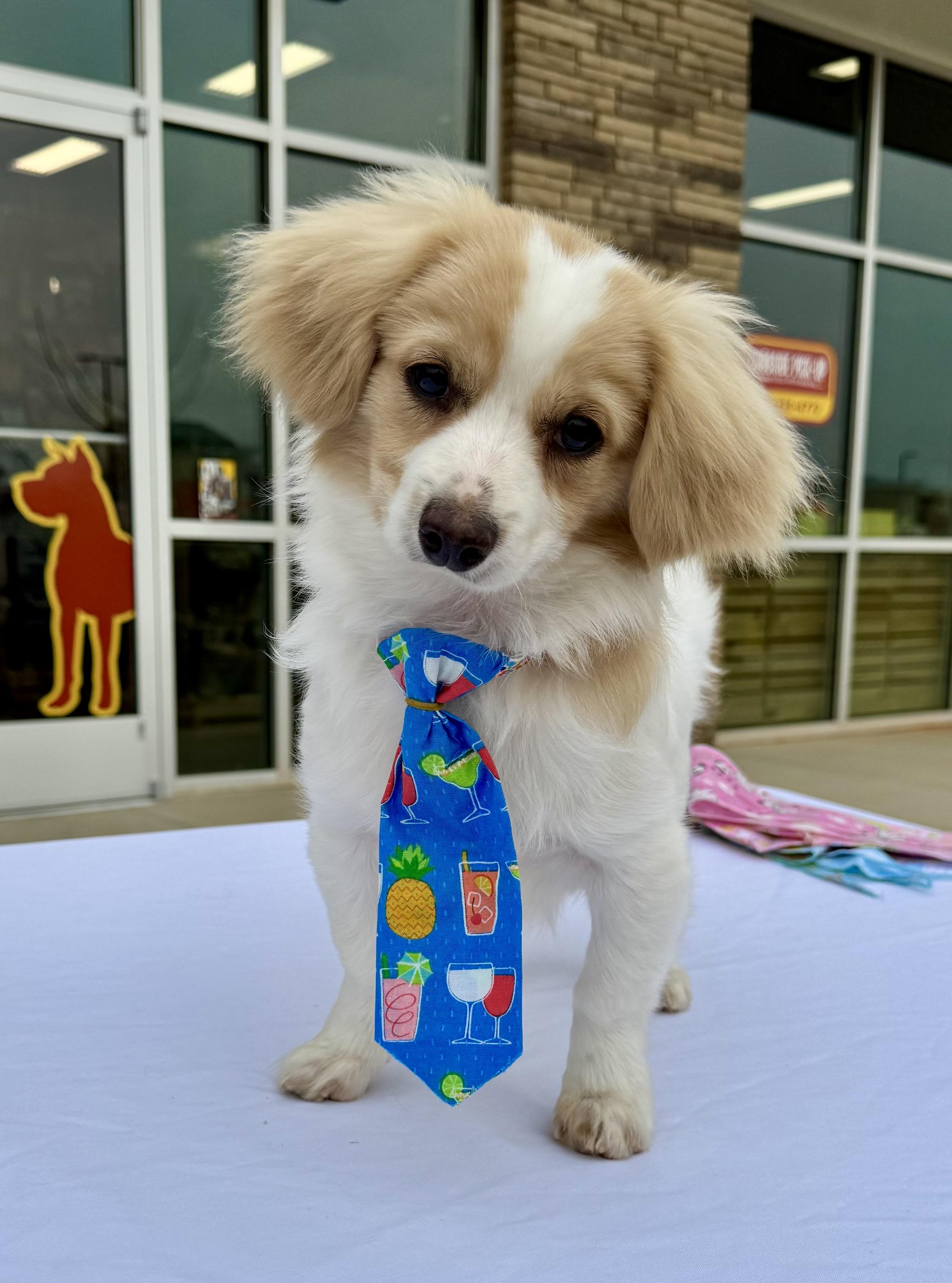 Enlarge Lincoln, a ADOPTABLE mixed breed in Monroe, NC image 3/3