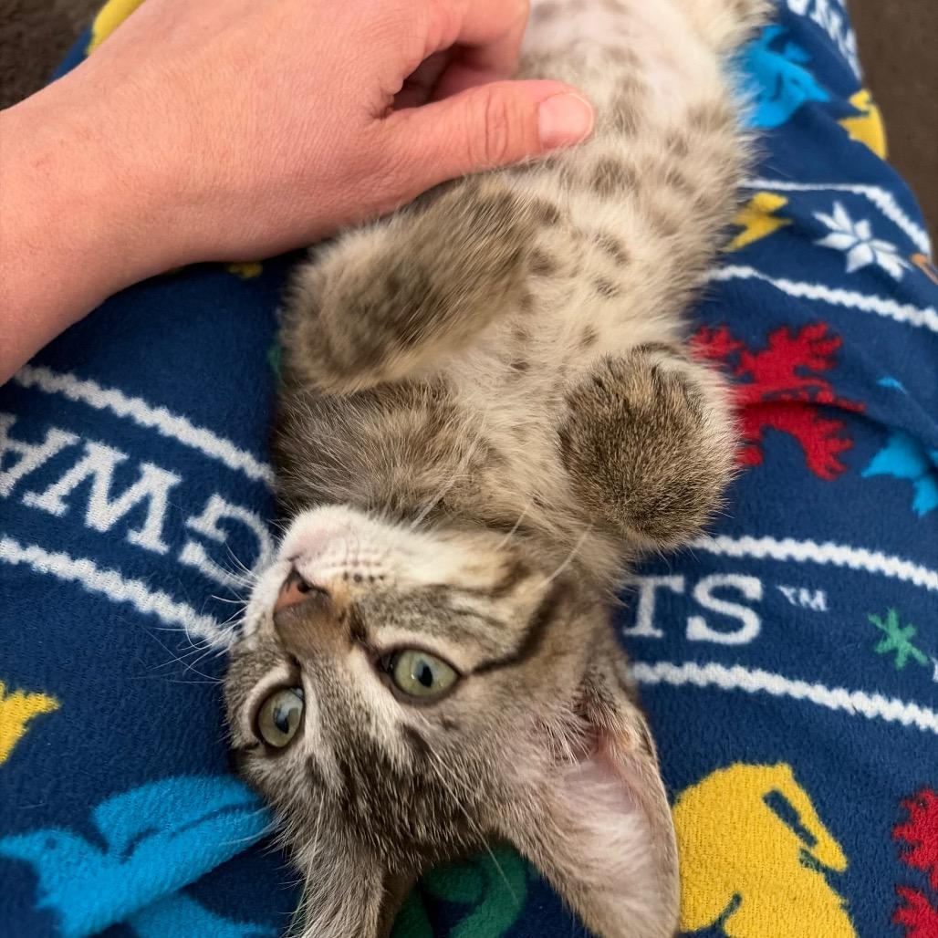 Enlarge Sekhmet, a Adoptable Domestic Short Hair in Kansas City, MO image 1/3