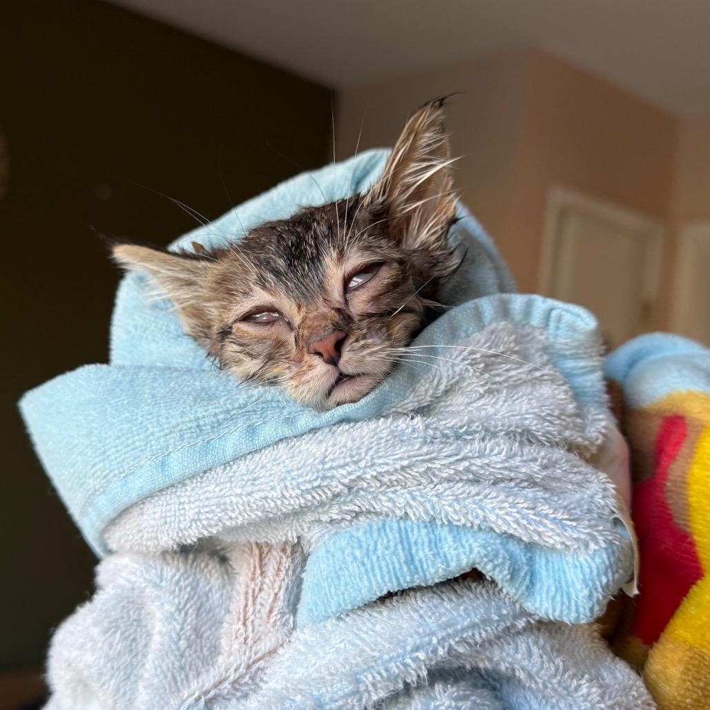 Enlarge Sekhmet, a Adoptable Domestic Short Hair in Kansas City, MO image 2/3