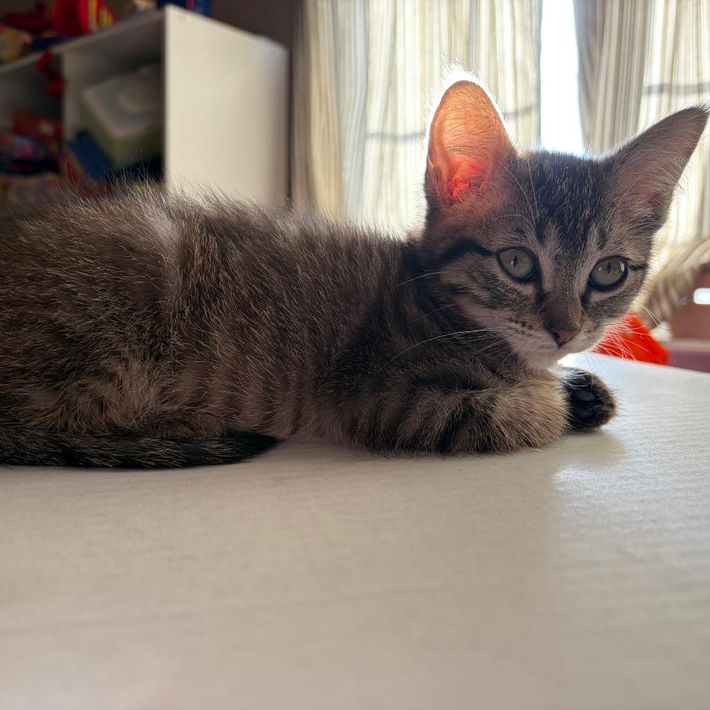 Enlarge Sekhmet, a Adoptable Domestic Short Hair in Kansas City, MO image 3/3