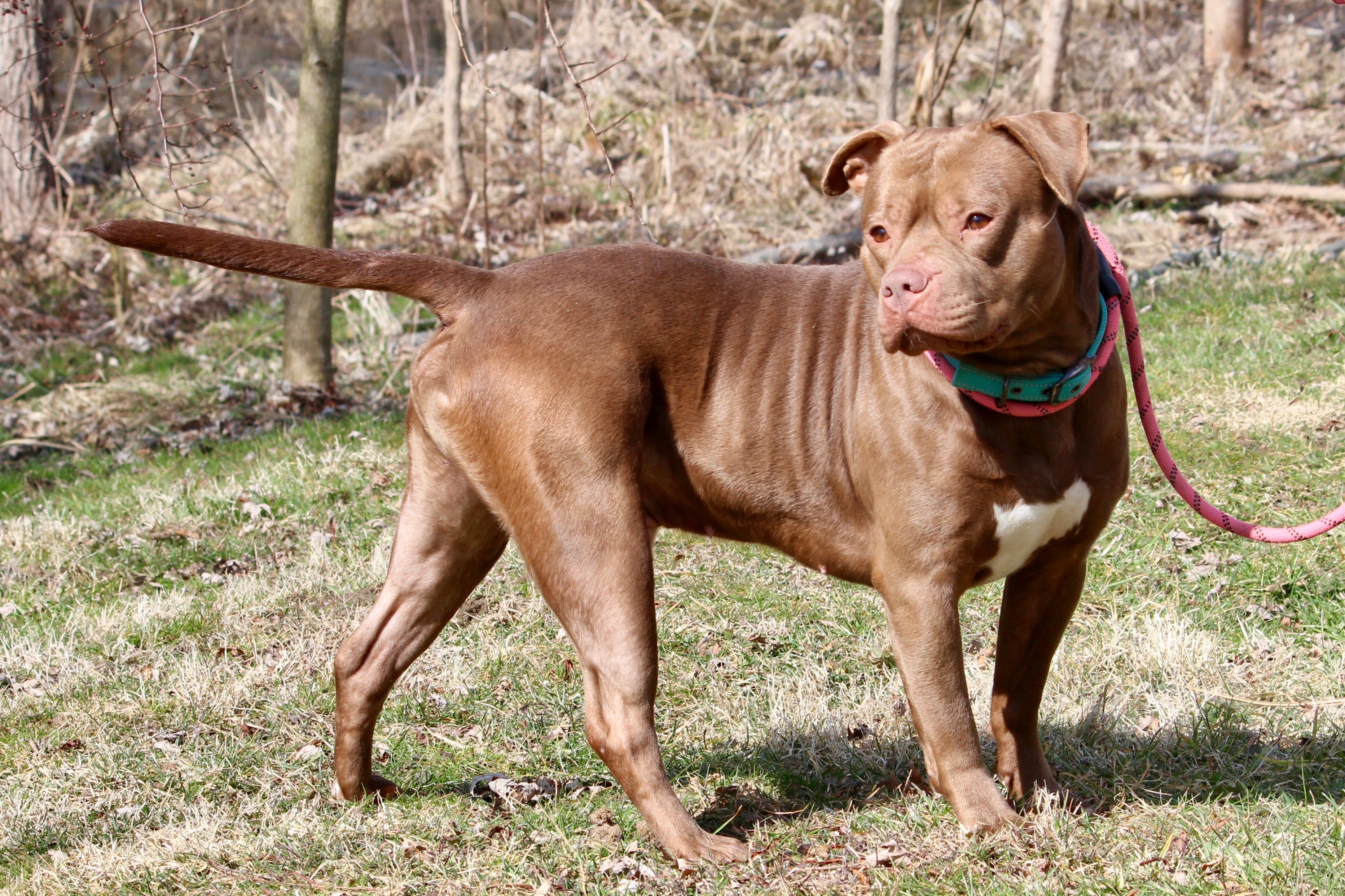 MOOSE — thumbnail 2