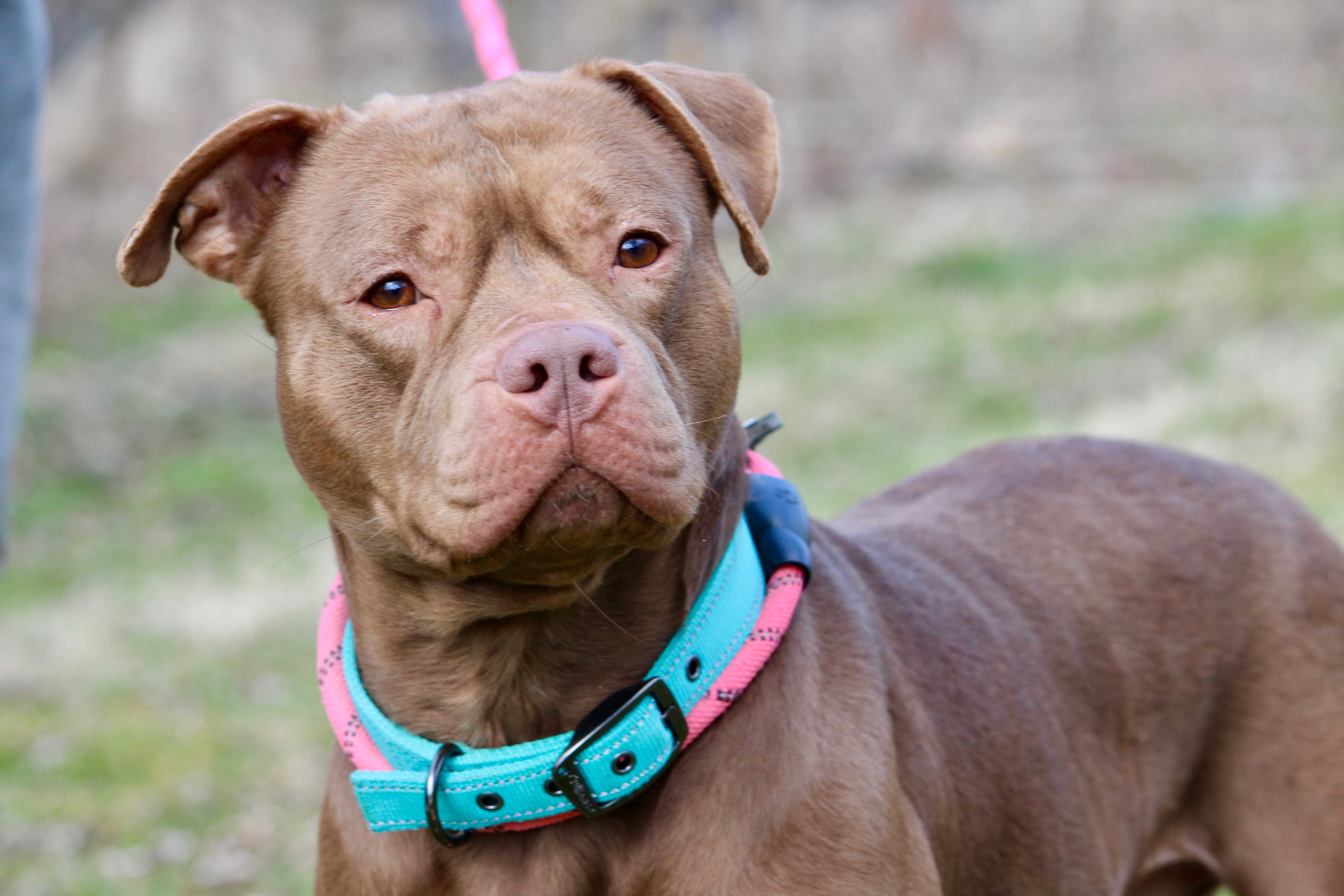 MOOSE — thumbnail 3