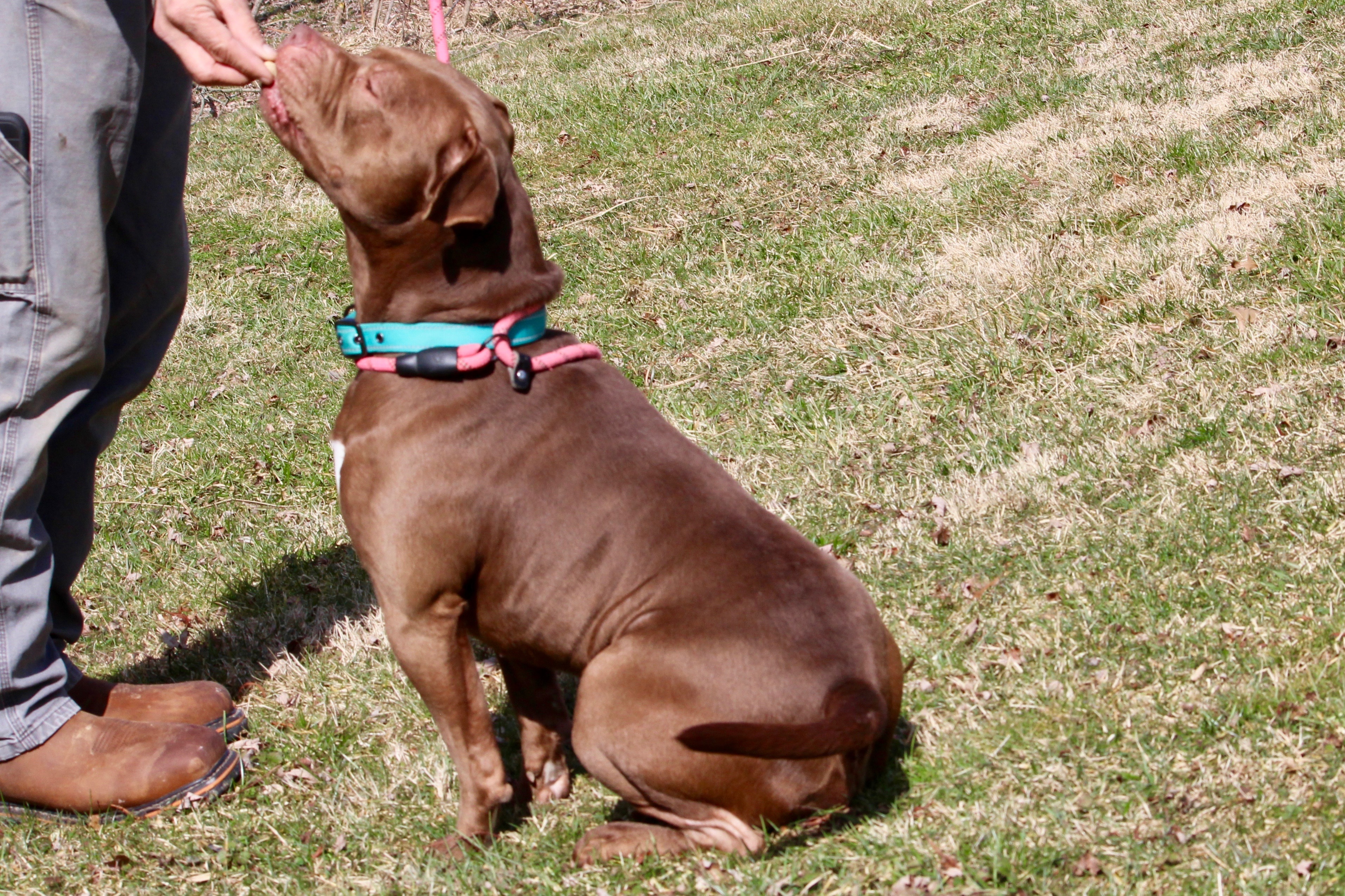 MOOSE — thumbnail 4