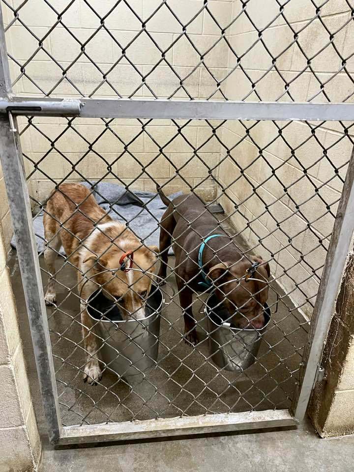 MOOSE — thumbnail 5