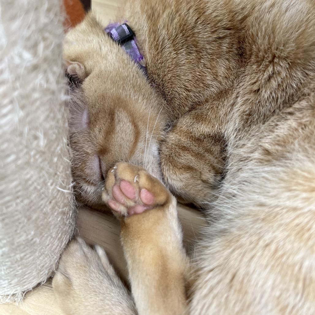 Enlarge Ramona (and Beezus), a Adoptable Domestic Short Hair in Mount Laurel, NJ image 2/6