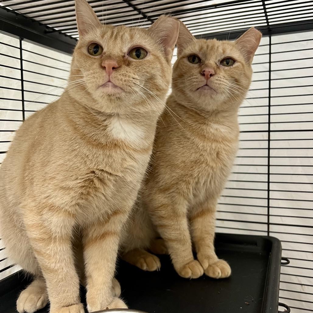 Enlarge Ramona (and Beezus), a Adoptable Domestic Short Hair in Mount Laurel, NJ image 1/3