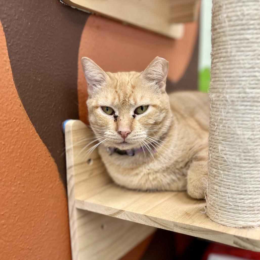 Enlarge Ramona (and Beezus), a Adoptable Domestic Short Hair in Mount Laurel, NJ image 5/6