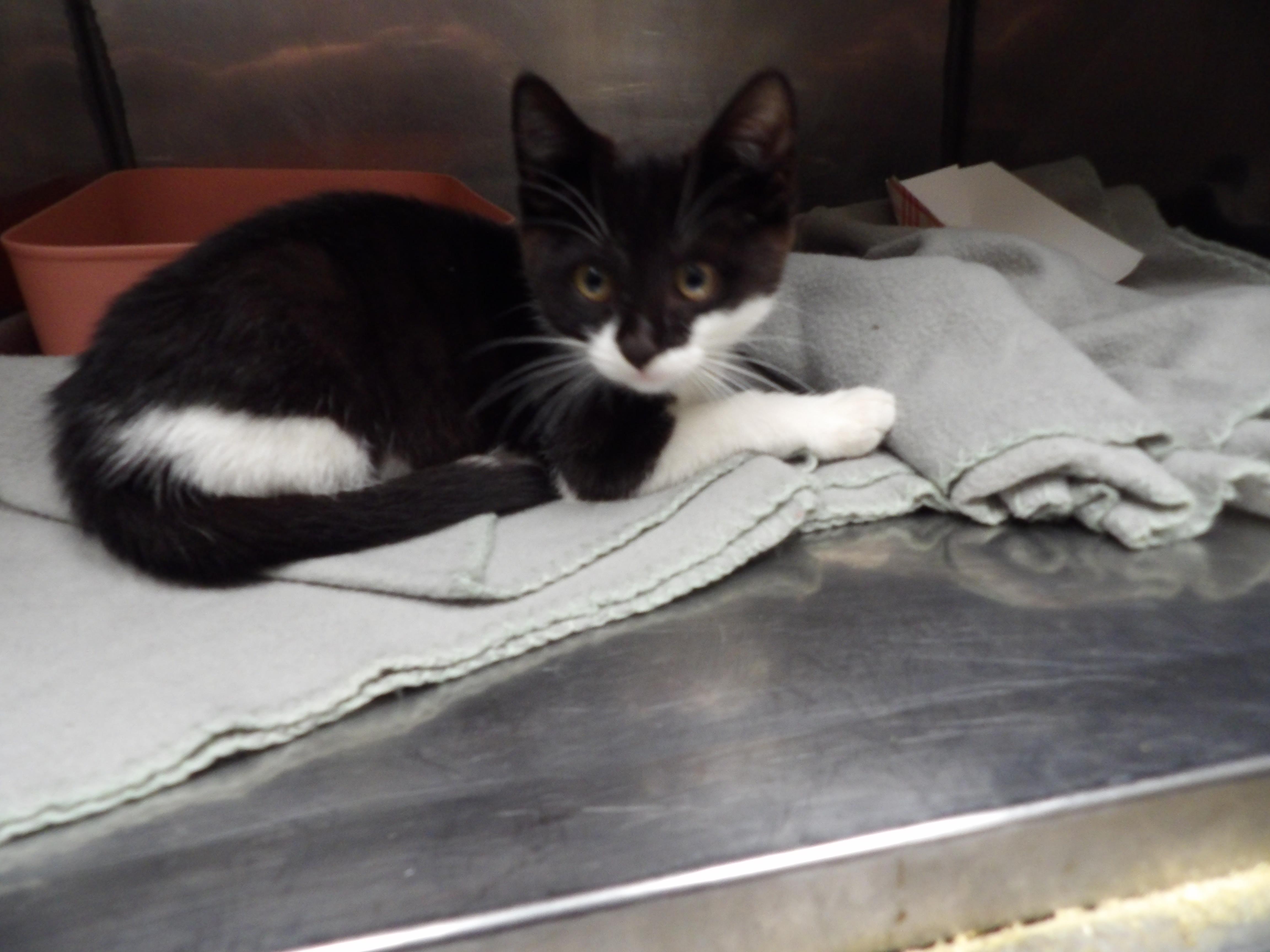 Ferret, adopted, Young Female Domestic Short Hair.