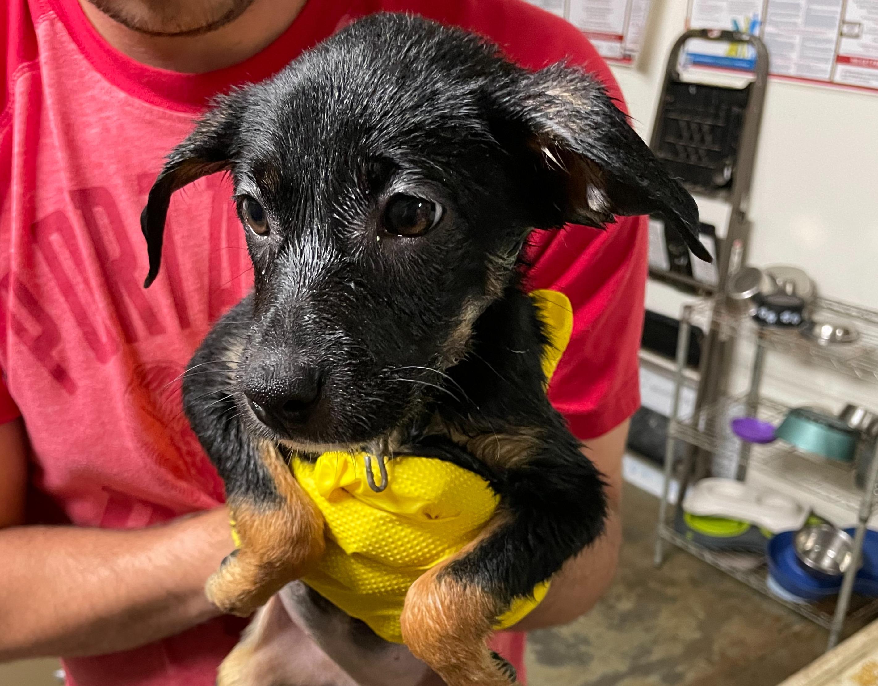 Bean, an adoptable Mixed Breed in Portales, NM, 88130 | Photo Image 1