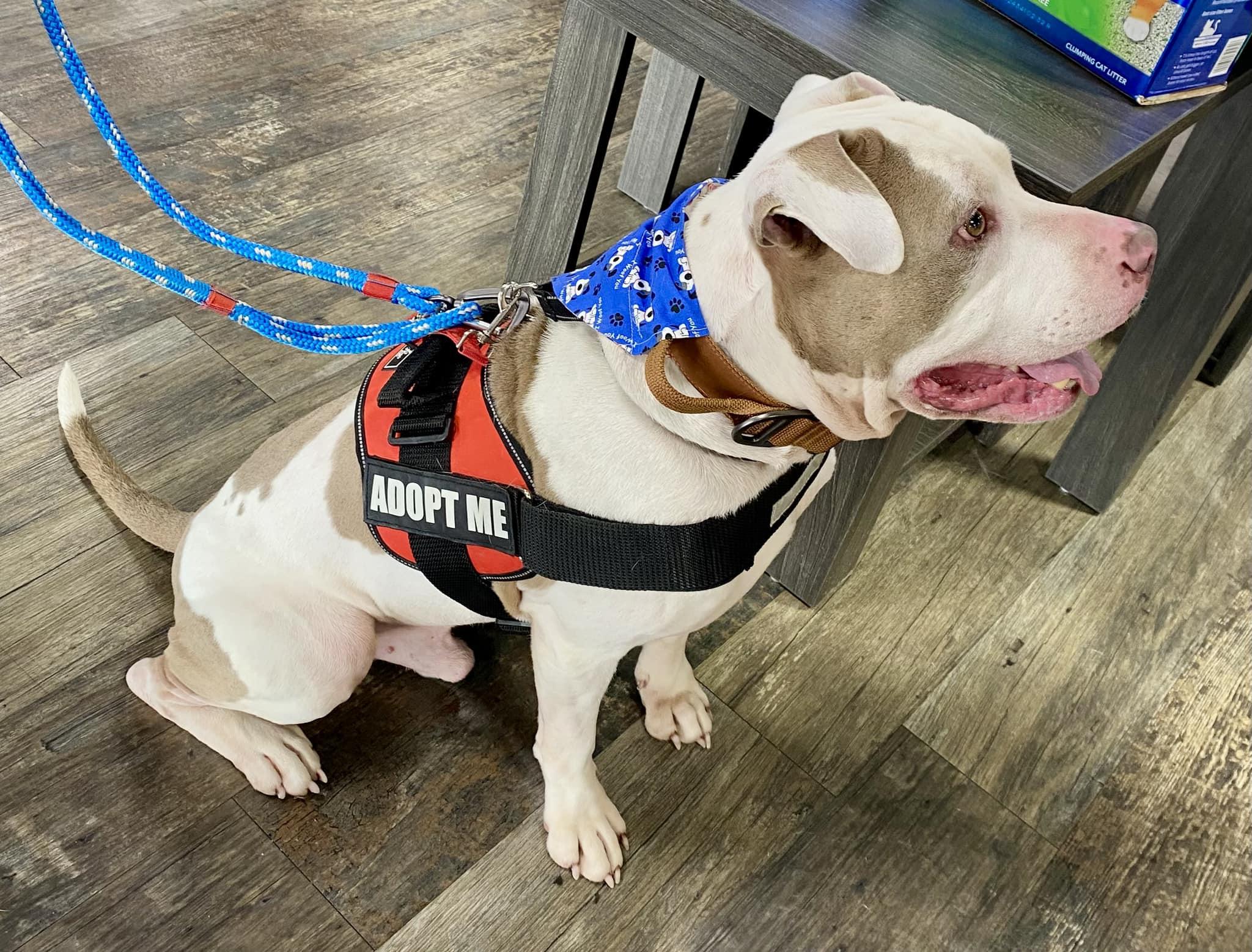 Enlarge Blue, a Adopted mixed breed in Clinton, TN image 6/6