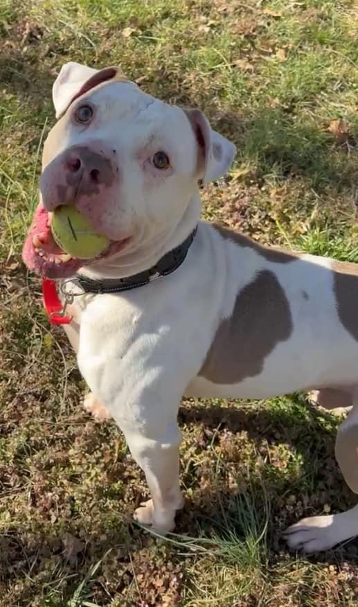 Enlarge Blue, a Adopted mixed breed in Clinton, TN image 2/6