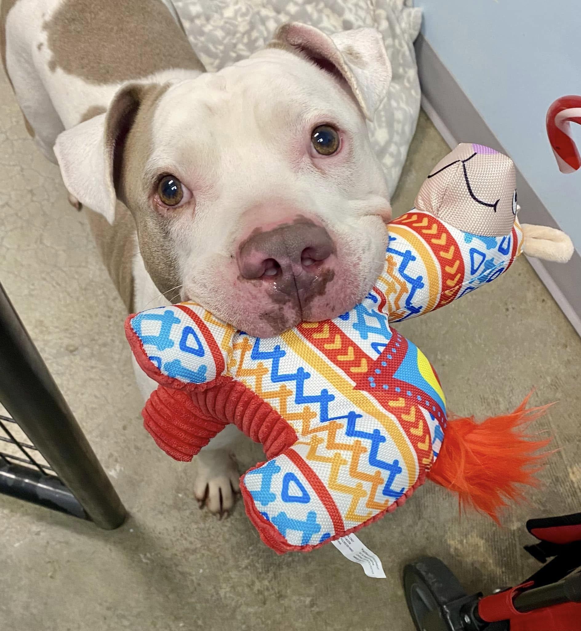 Blue, Adopted, Senior Male American Staffordshire Terrier.