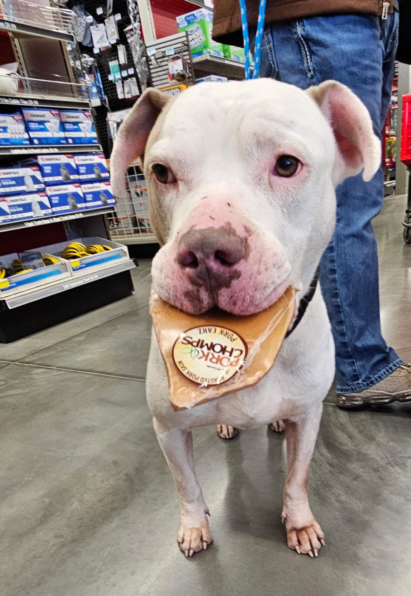 Enlarge Blue, a Adopted mixed breed in Clinton, TN image 4/6