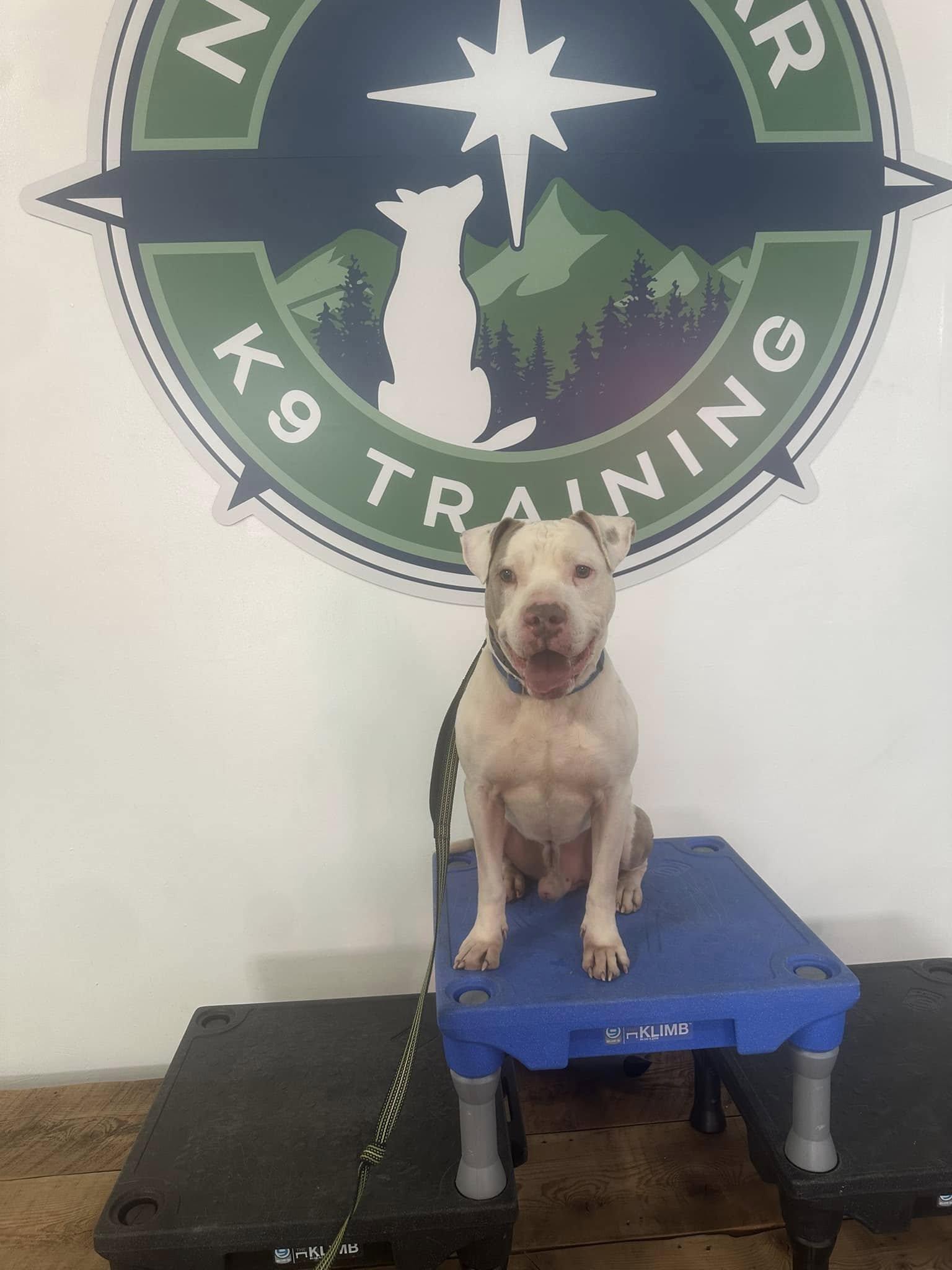 Enlarge Blue, a Adopted mixed breed in Clinton, TN image 3/6