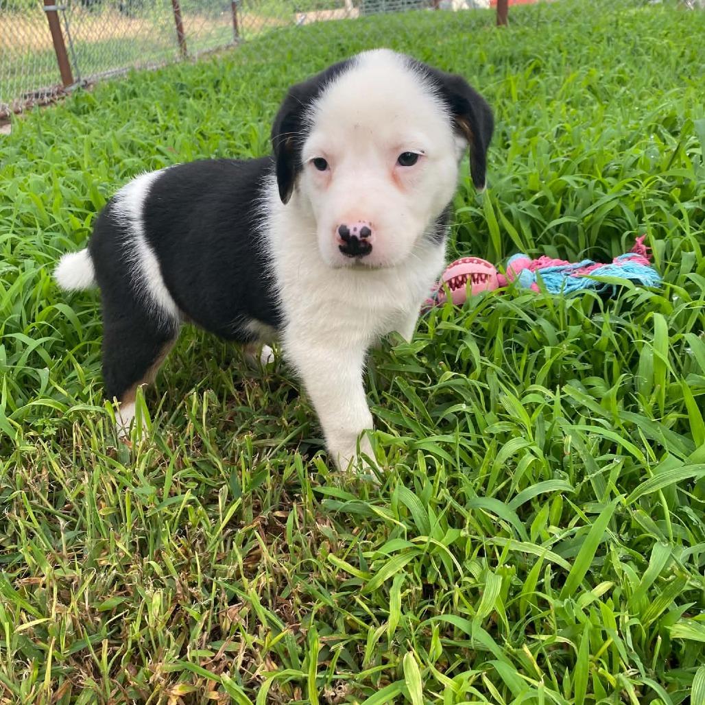 Peggy sue, a Adoptable mixed breed in Stilwell, OK image 1/2