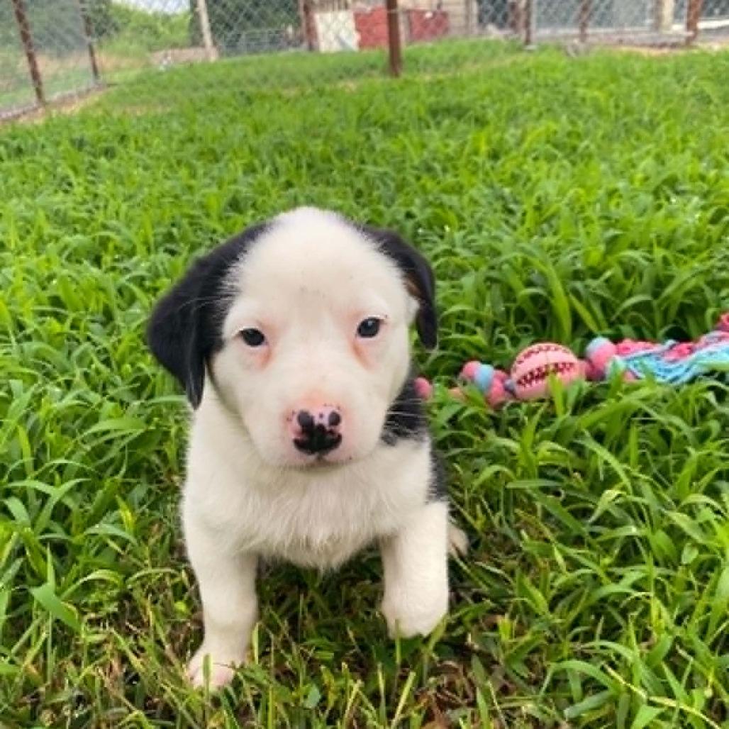 Peggy sue, a Adoptable mixed breed in Stilwell, OK image 2/2