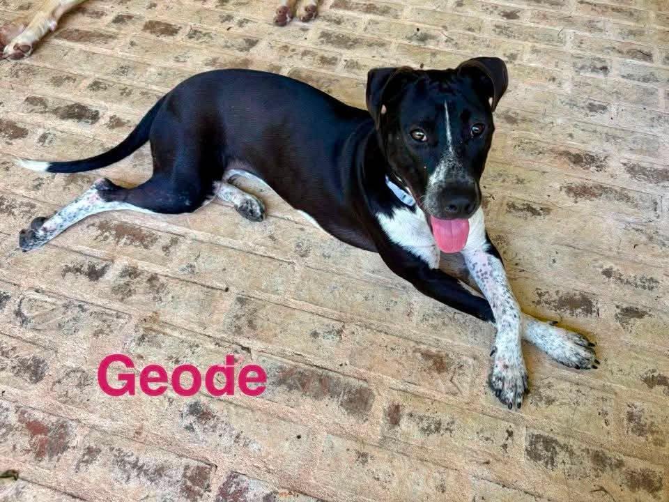Enlarge GEODE, a ADOPTABLE mixed breed in Madisonville, LA image 2/6