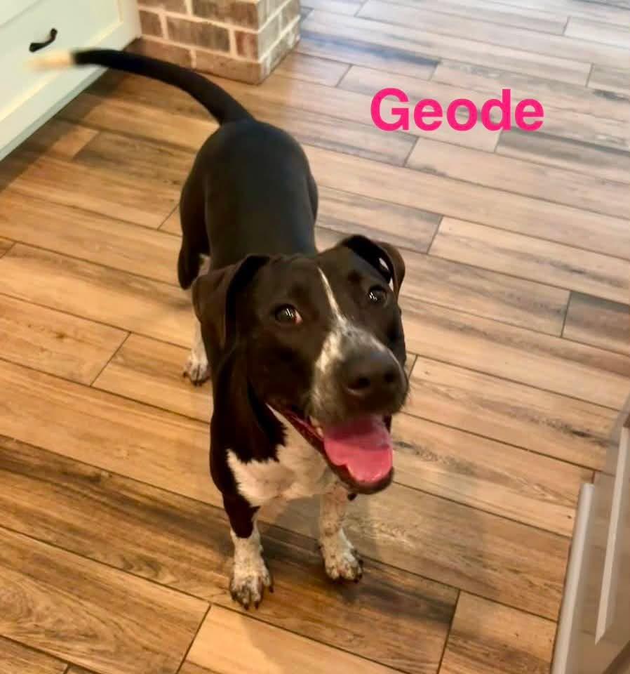 Enlarge GEODE, a ADOPTABLE mixed breed in Madisonville, LA image 3/6