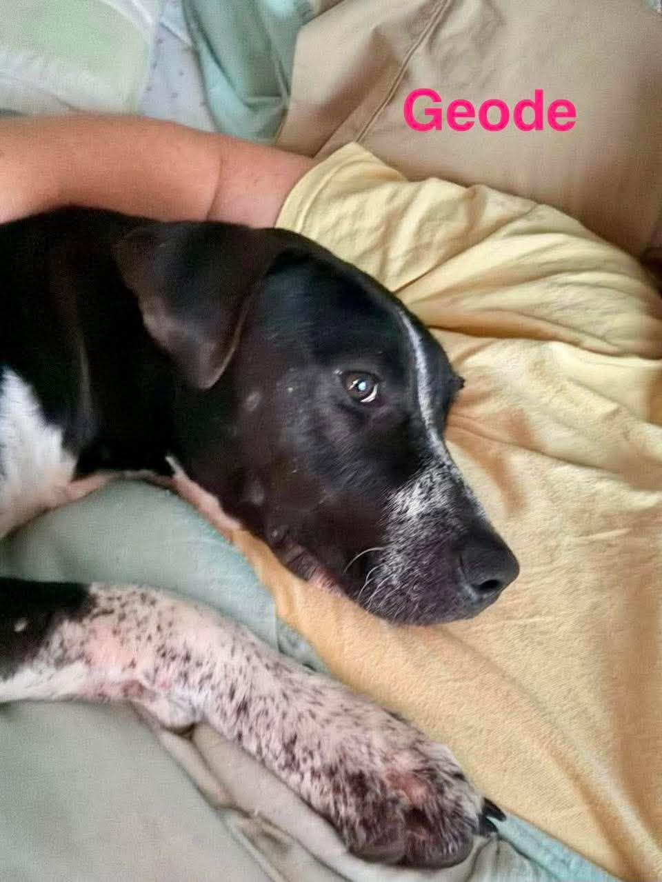 Enlarge GEODE, a ADOPTABLE mixed breed in Madisonville, LA image 6/6
