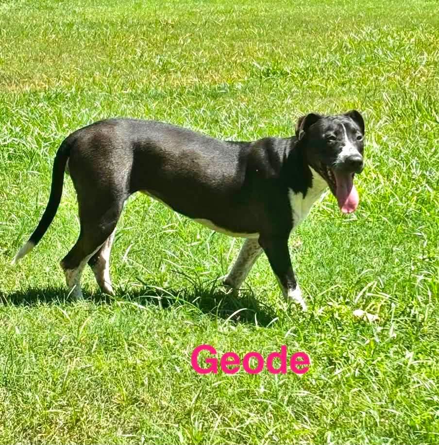 Enlarge GEODE, a ADOPTABLE mixed breed in Madisonville, LA image 5/6