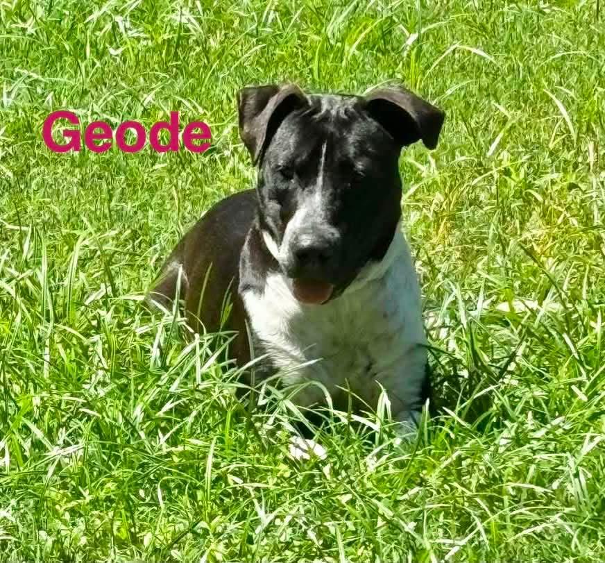 Enlarge GEODE, a ADOPTABLE mixed breed in Madisonville, LA image 4/6