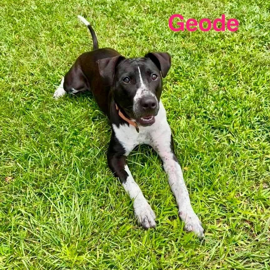 Enlarge GEODE, a ADOPTABLE mixed breed in Madisonville, LA image 1/6