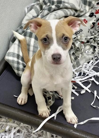 Maya, Adoptable, Puppy Female American Bulldog & Mixed Breed.