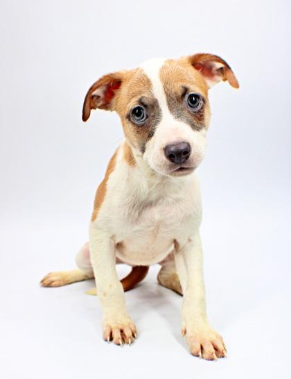 Maya, a Adoptable mixed breed in Morton Grove, IL image 3/3