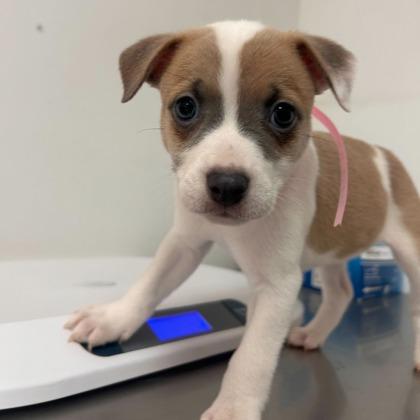Enlarge Maya, a Adoptable mixed breed in Morton Grove, IL image 1/1