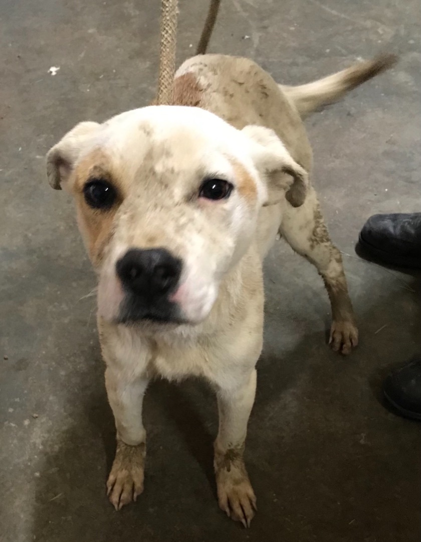 Spunky, Adoptable, Adult Male Mixed Breed.