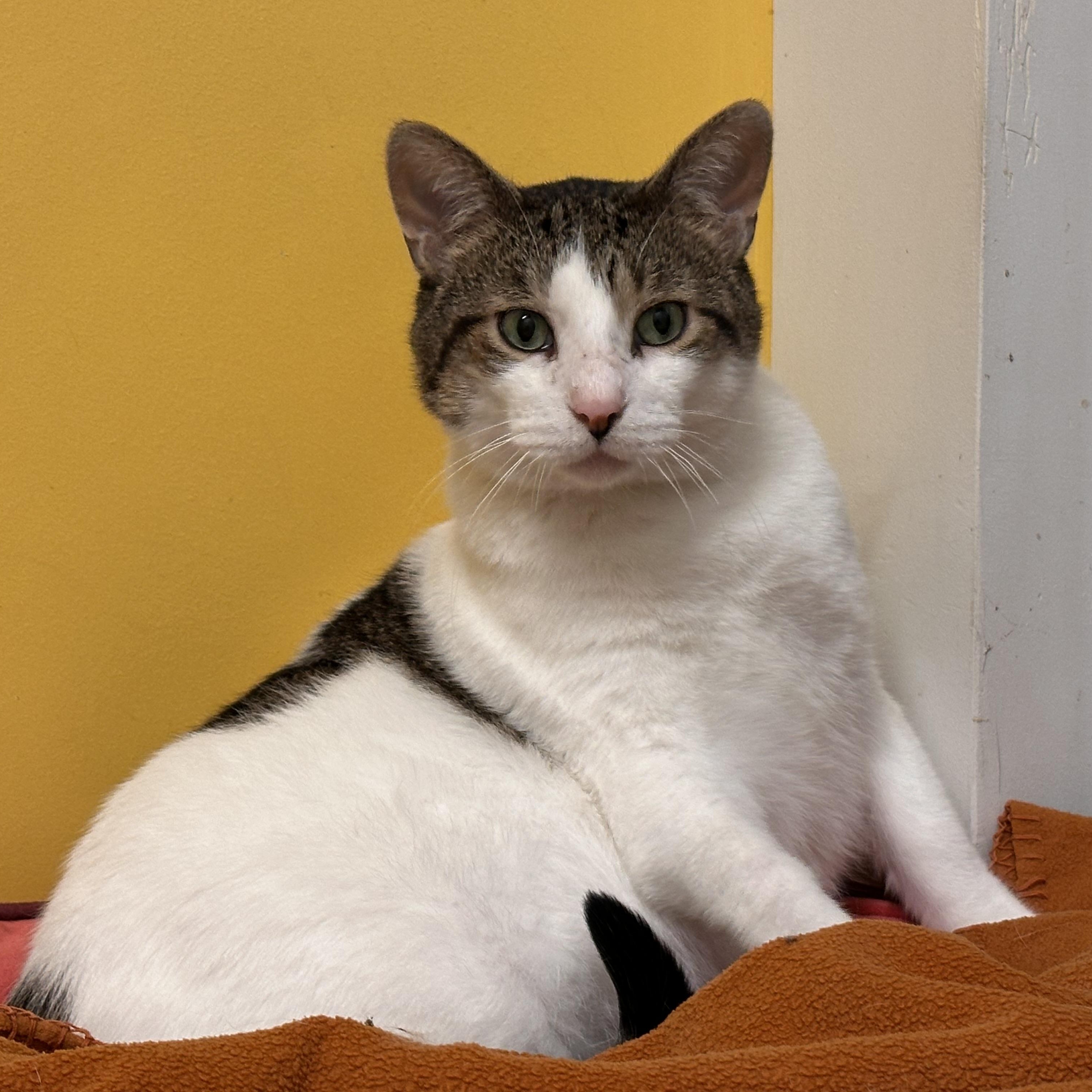 Loveland, a Adoptable Domestic Short Hair in Chicago, IL image 1/4