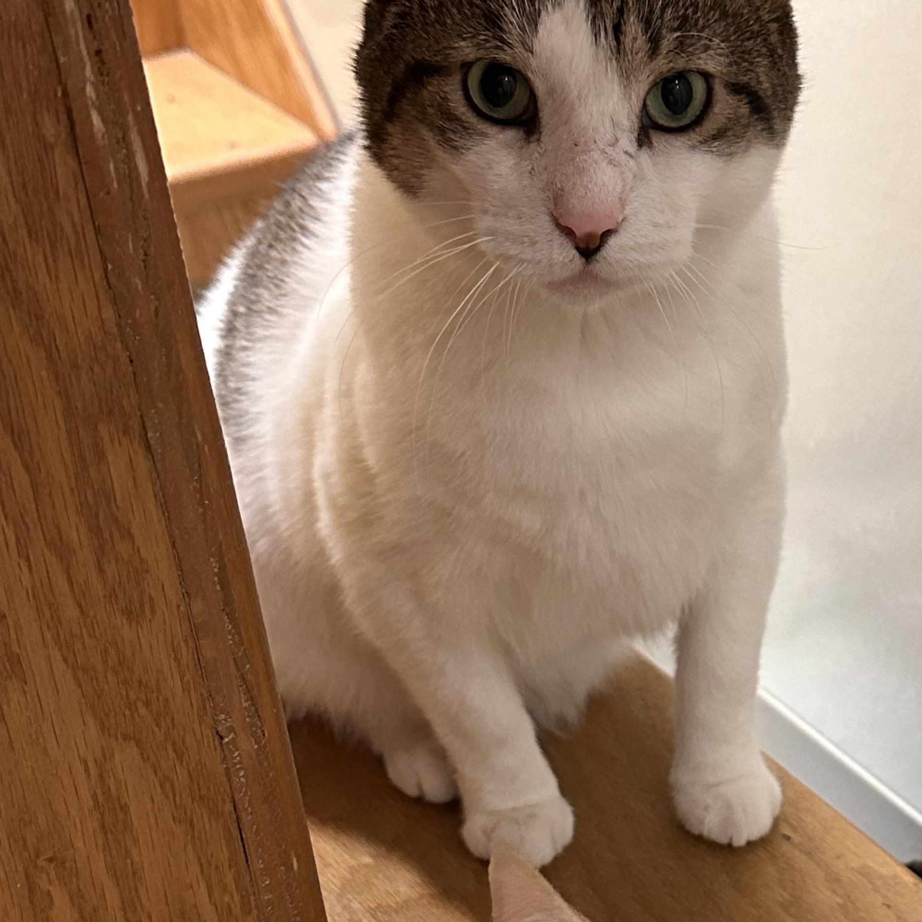 Loveland, a Adoptable Domestic Short Hair in Chicago, IL image 3/4