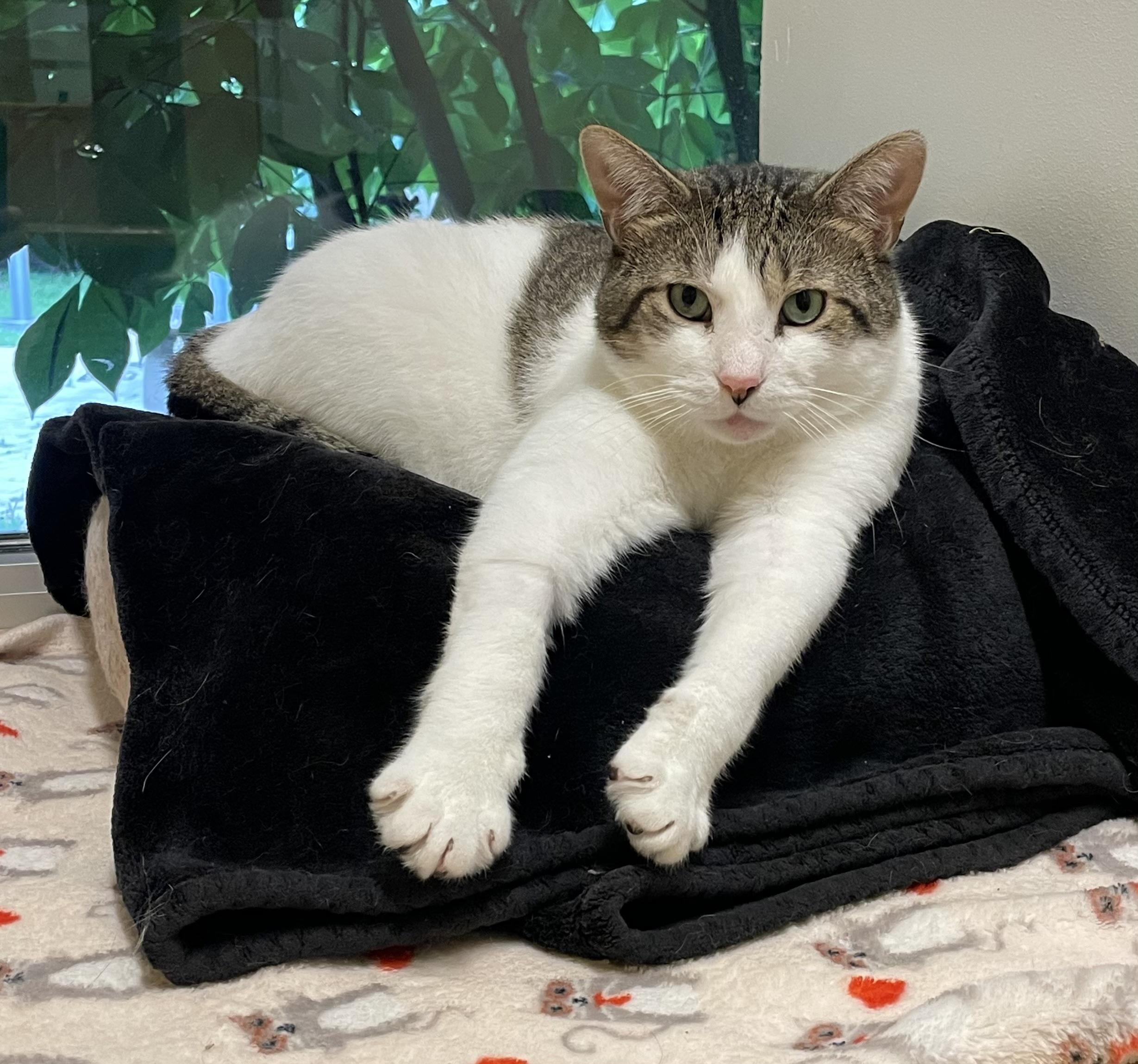 Loveland, a Adoptable Domestic Short Hair in Chicago, IL image 2/4