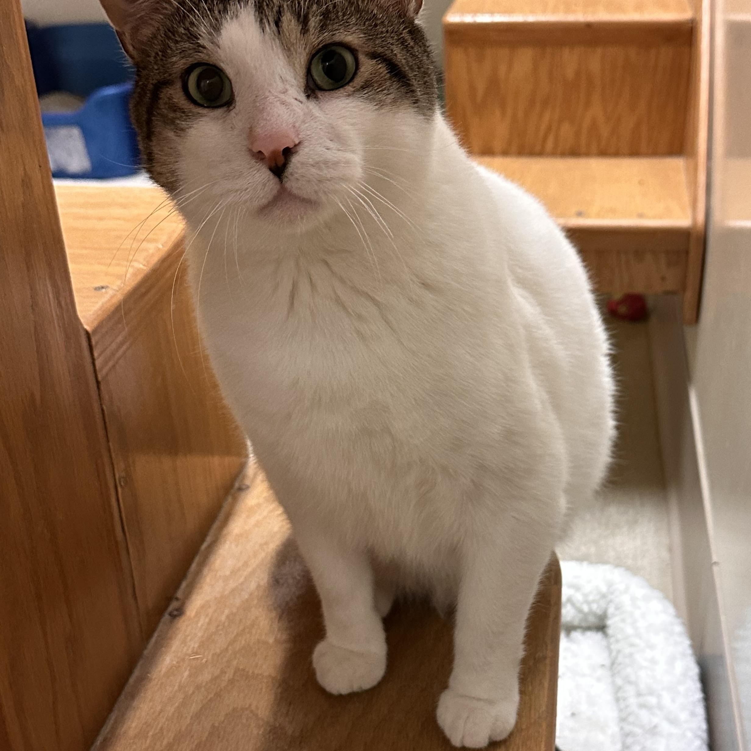 Loveland, a Adoptable Domestic Short Hair in Chicago, IL image 4/4