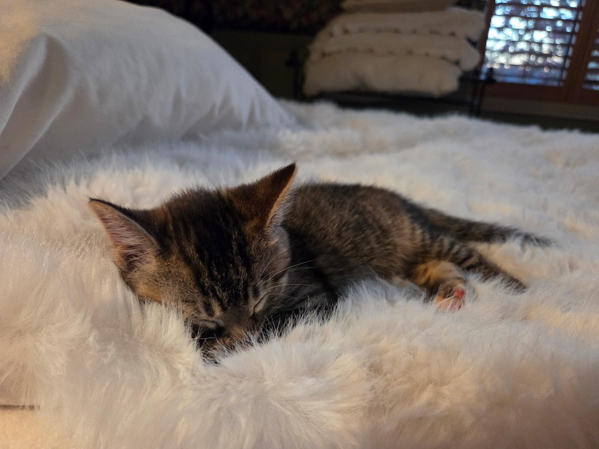Carina, a ADOPTABLE mixed breed in Kenosha , WI image 4/4