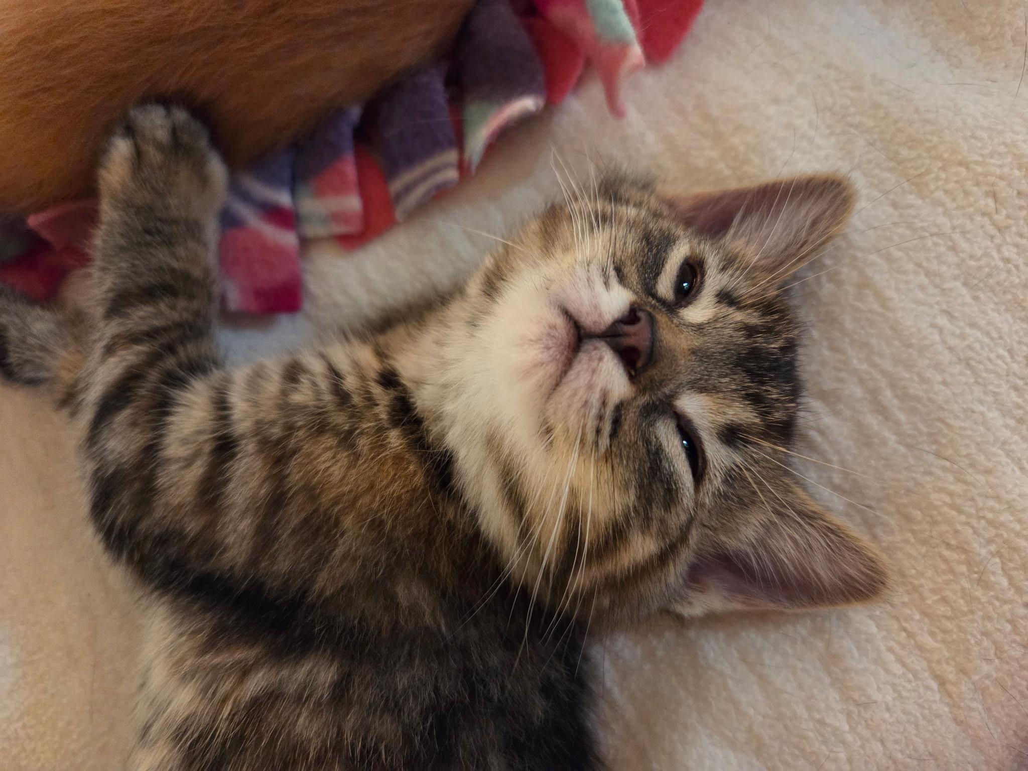 Carina, a ADOPTABLE mixed breed in Kenosha , WI image 1/4