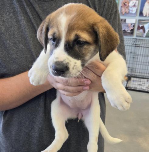 Desjardins / Mary / Marge, Adopted, Puppy Female Labrador Retriever & Mixed Breed.