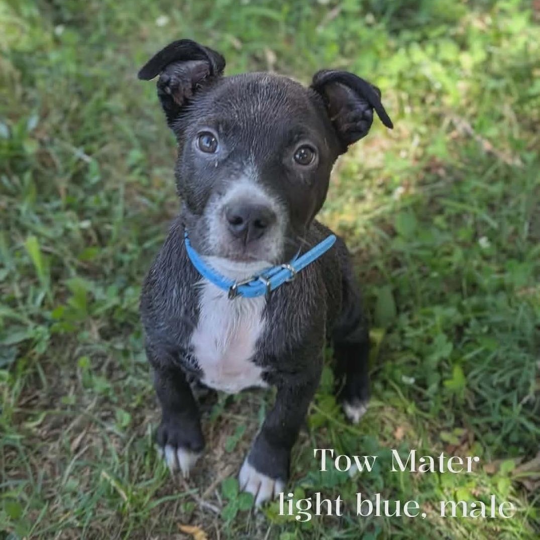 Enlarge Mater, a ADOPTABLE mixed breed in Spring hill, TN image 4/6