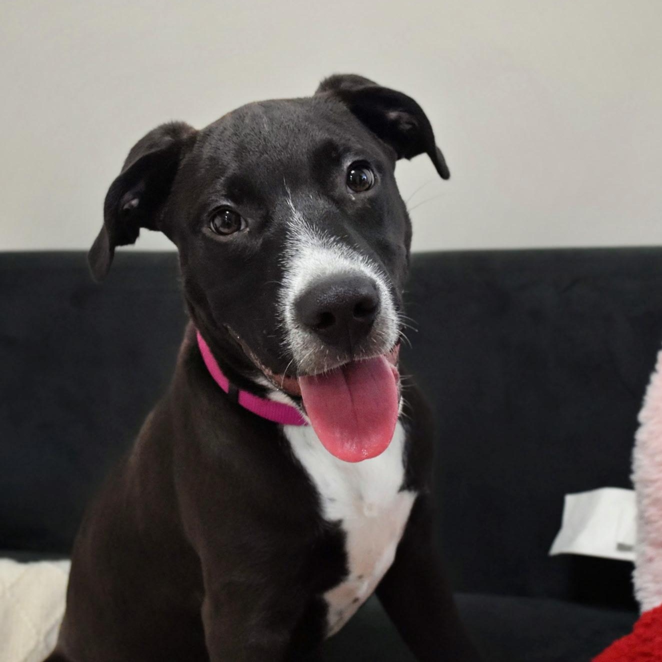 Enlarge Mater, a ADOPTABLE mixed breed in Spring hill, TN image 1/6