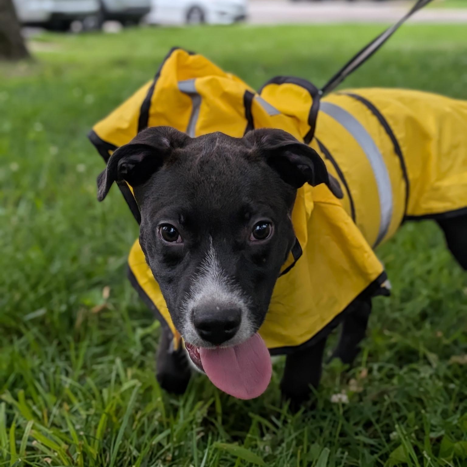 Enlarge Mater, a ADOPTABLE mixed breed in Spring hill, TN image 6/6