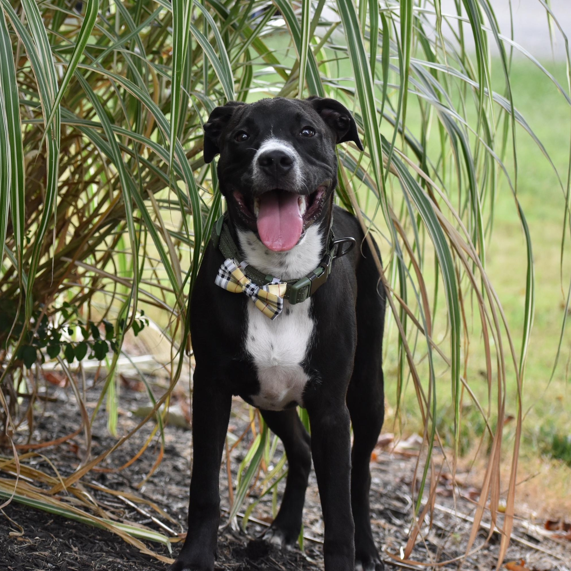 Enlarge Mater, a Adoptable mixed breed in Spring hill, TN image 3/6