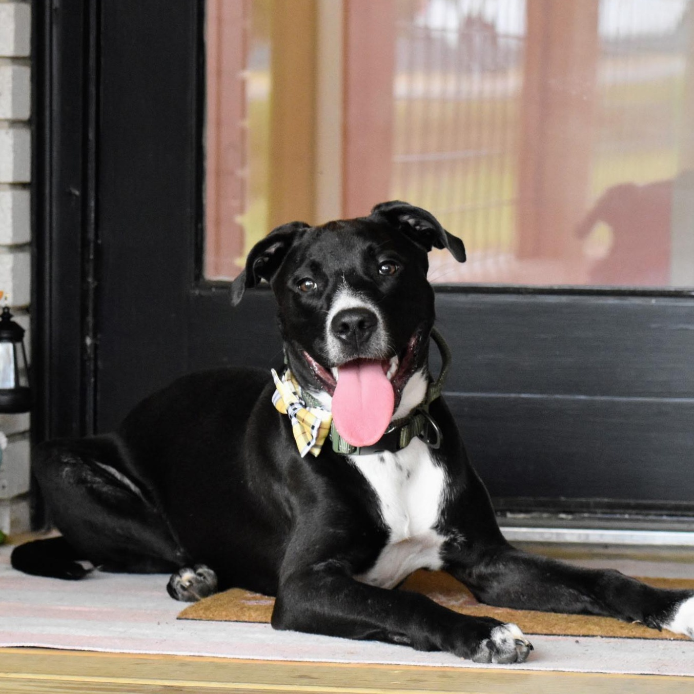Mater, Adoptable, Young Male Staffordshire Bull Terrier & Mixed Breed.