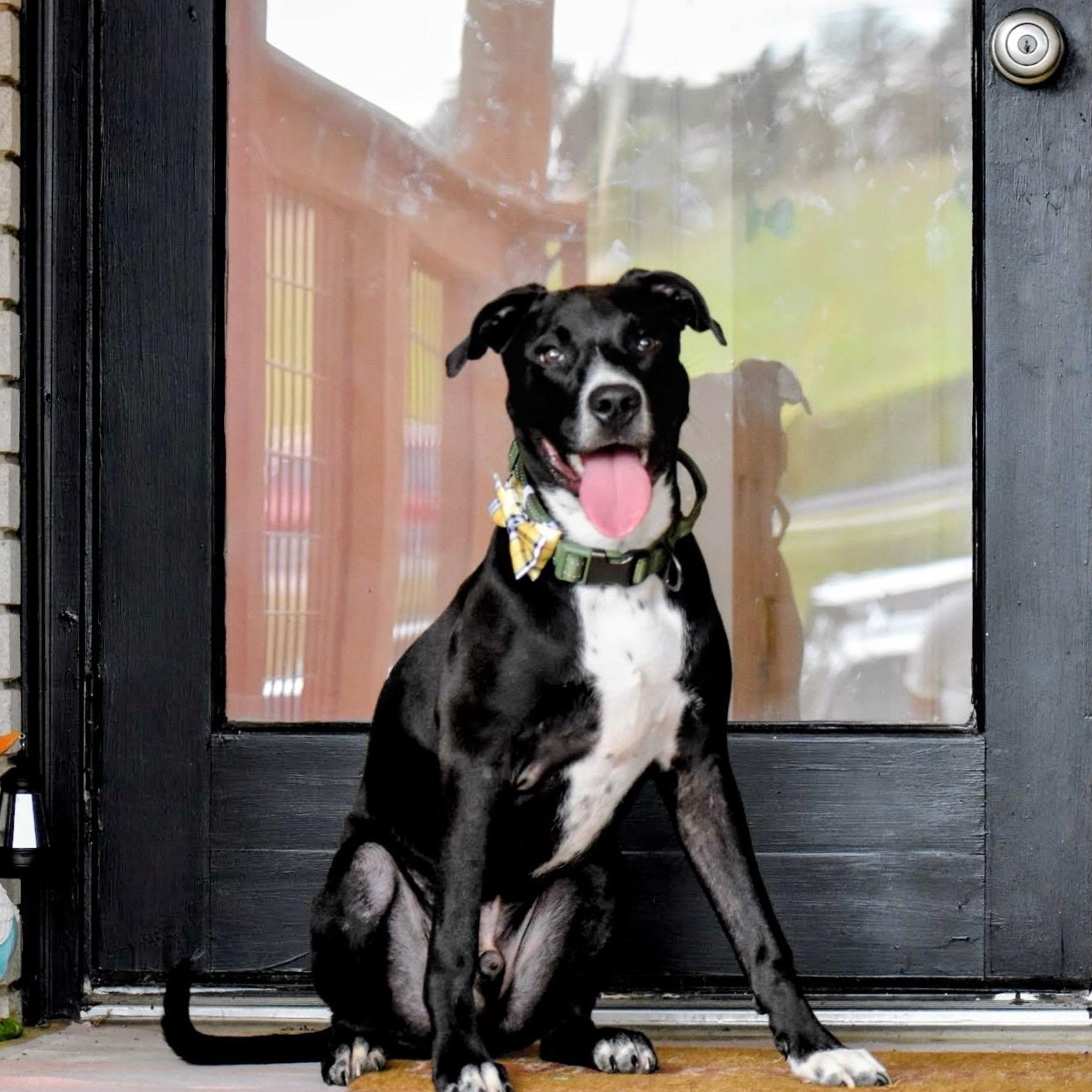 Enlarge Mater, a Adoptable mixed breed in Spring hill, TN image 2/6
