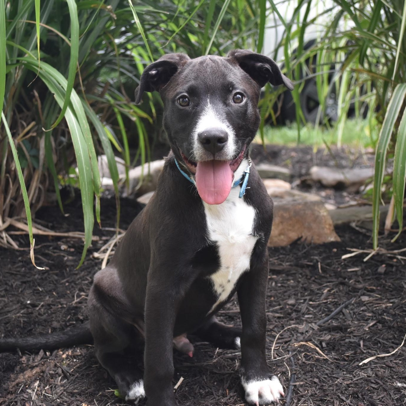 Enlarge Mater, a ADOPTABLE mixed breed in Spring hill, TN image 2/6