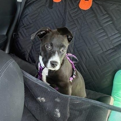 Enlarge Mater, a ADOPTABLE mixed breed in Spring hill, TN image 5/6
