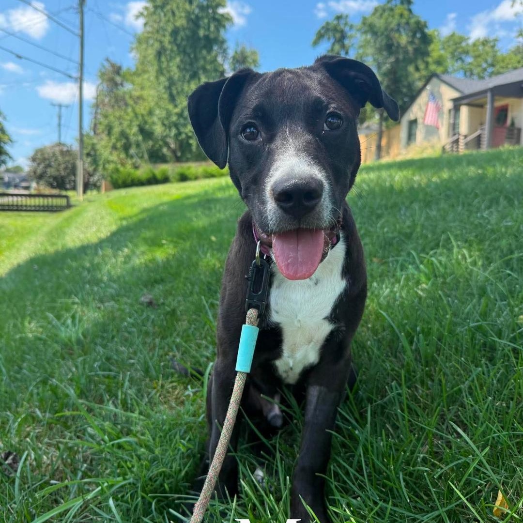 Enlarge Mater, a Adoptable mixed breed in Spring hill, TN image 6/6