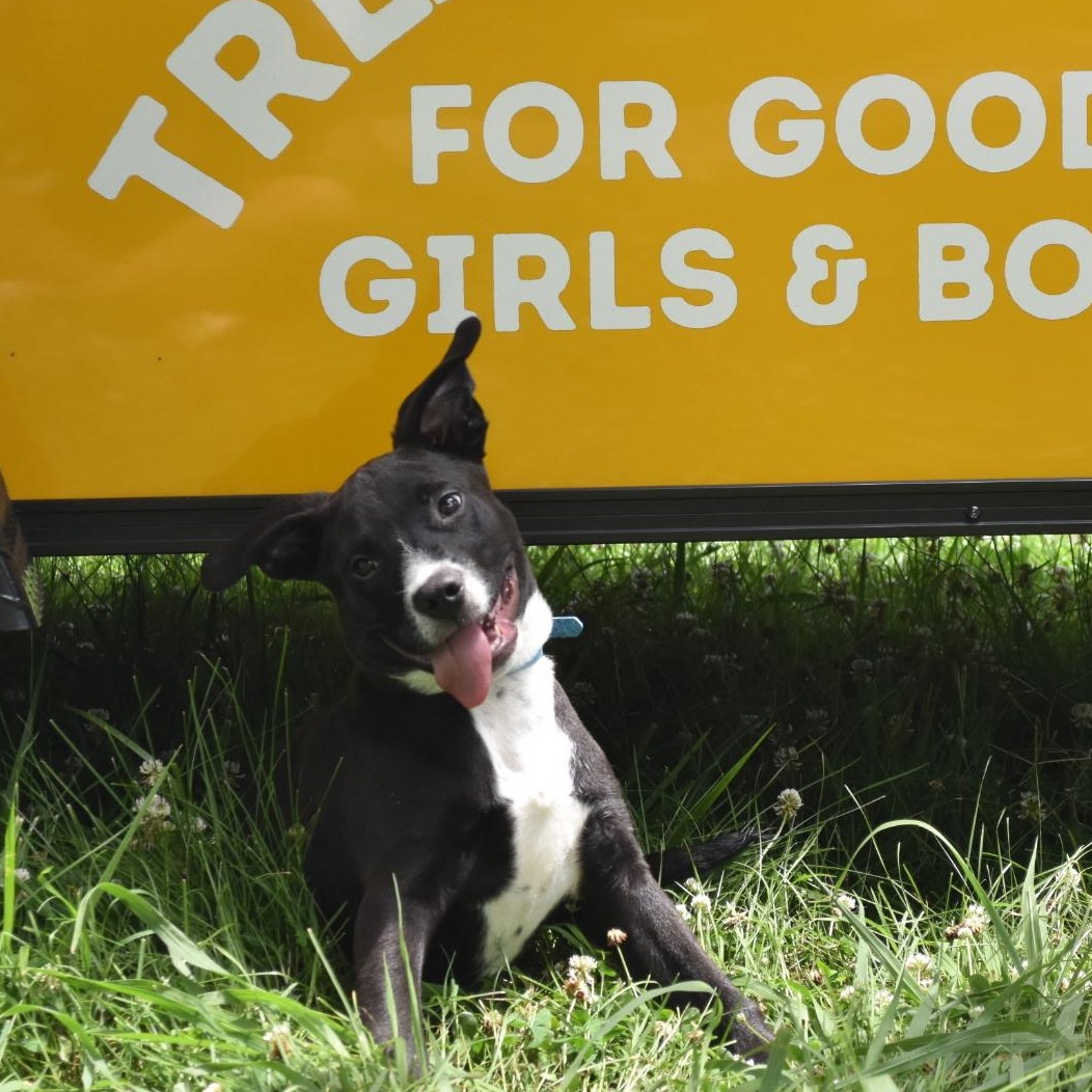 Enlarge Mater, a ADOPTABLE mixed breed in Spring hill, TN image 1/6
