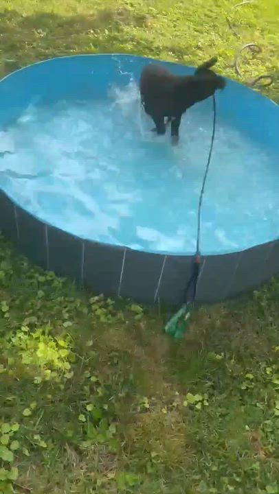 Enlarge Mater, a ADOPTABLE mixed breed in Spring hill, TN video 6/6